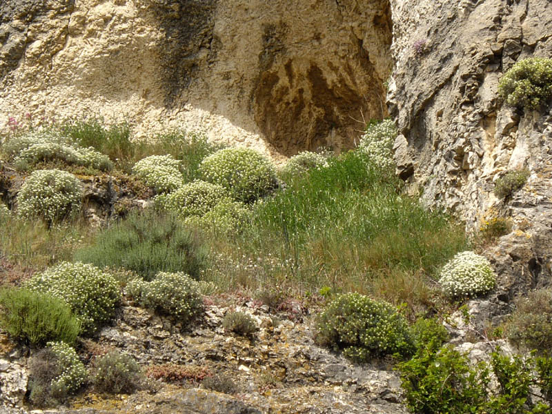 Ptilotrichum spinosum photo